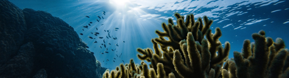 Coral Reef